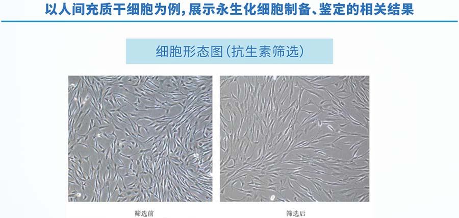 细胞永生化项目案例