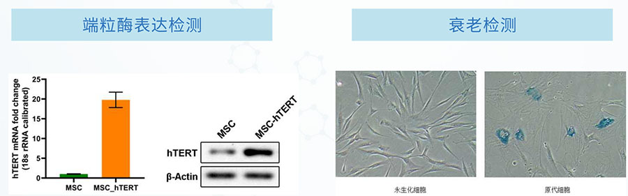 细胞永生化项目案例