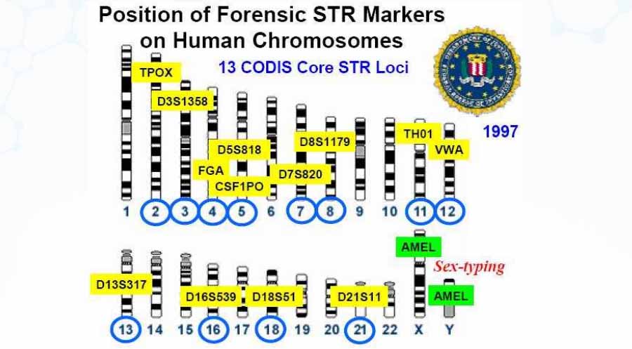 人源细胞STR位点信息