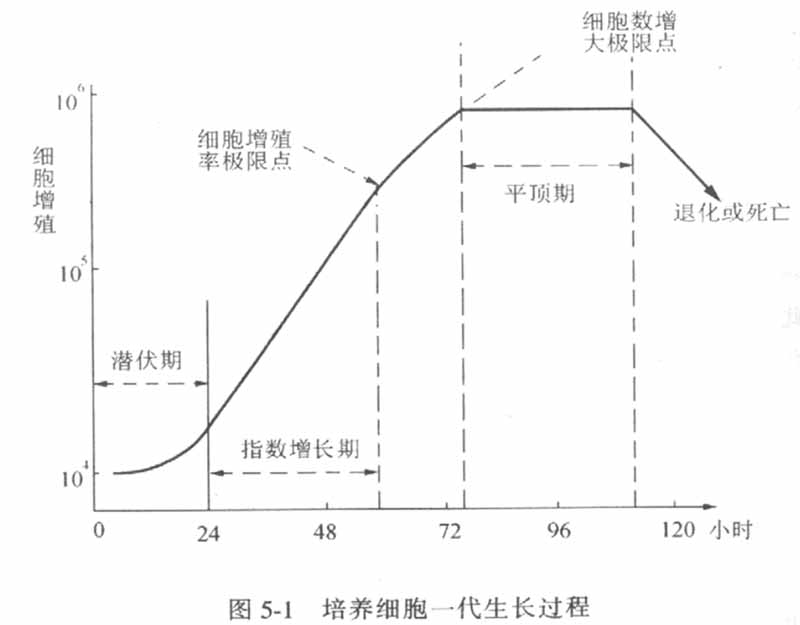 细胞培养生长过程图