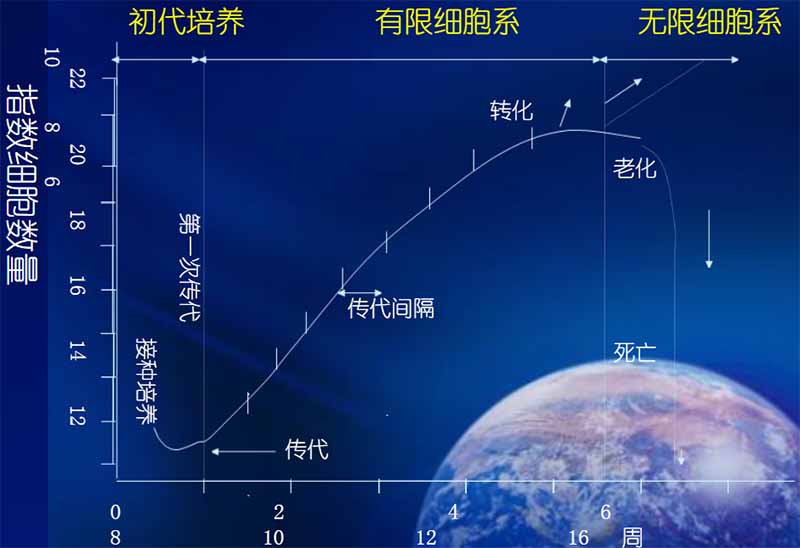 细胞生命期图
