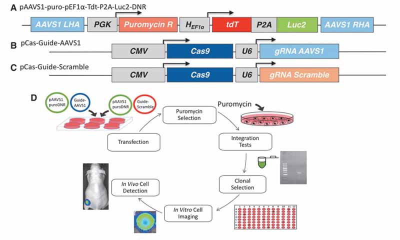 图1. 腺相关病毒整合位点 1 (AAVS1) 靶向 CRISPR-Cas9 双质粒系统和基因组编辑方案
