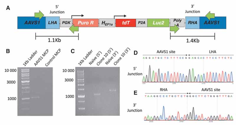 图2. 在 AAVS1 位点编辑的人胚肾 (HEK293T) 细胞的连接 PCR 分析
