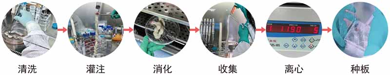 huvec细胞血管形成实验培养步骤图片