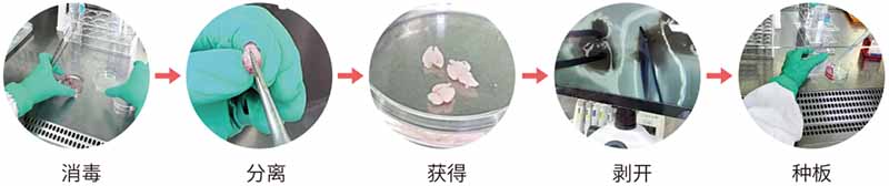 小鼠星形胶质细胞 （Astrocytes）分离培养步骤