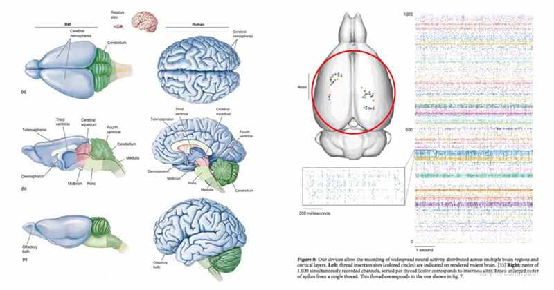 小鼠星形胶质细胞 （Astrocytes）分离培养步骤