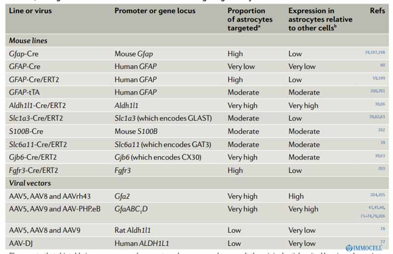 小鼠神经星形胶质细胞基因靶向