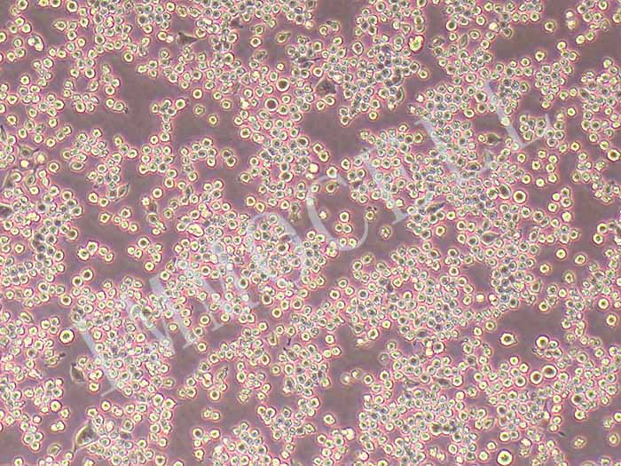 DC2.4小鼠骨髓来源树突状细胞（STR鉴定报告）图片
