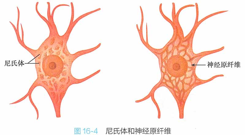 神经元细胞的结构图