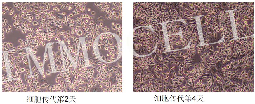 L929小鼠成纤维细胞形态图