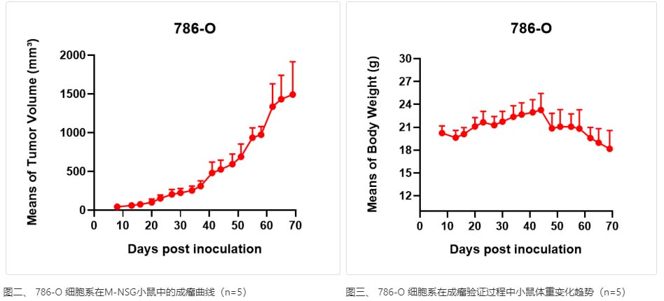786-O细胞成瘤性验证图片