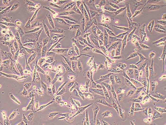 MDA-MB-231/ADR人乳腺癌阿霉素耐药细胞株（暂不提供）图片