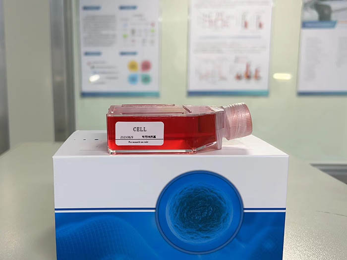 原代大鼠视网膜微血管周细胞（免疫荧光鉴定报告）图片