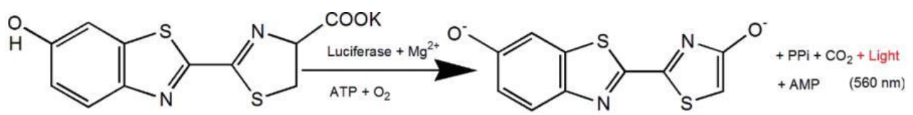 D-荧光素(D-Luciferin) 结构图