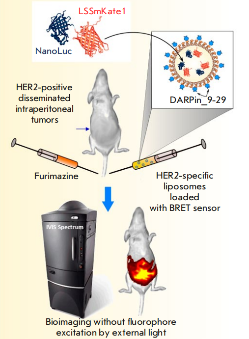 图1：基于NanoLuc-LSSmKate1 BRET传感器和HER2特异性脂质体的靶向纳米平台用于深部肿瘤的无创诊断