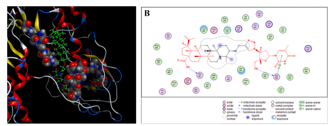 图5：BA-AZT1与HBV Pol的分子对接模型