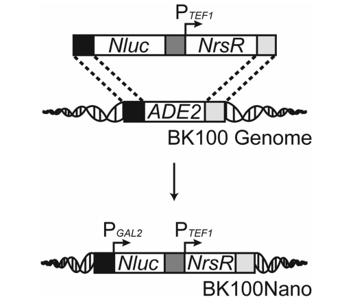 图1：BK100Nano菌株的构建与基因组整合策略