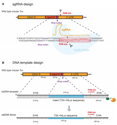 图1：CRISPR/Cas9介导的TOX-NLuc基因敲入策略