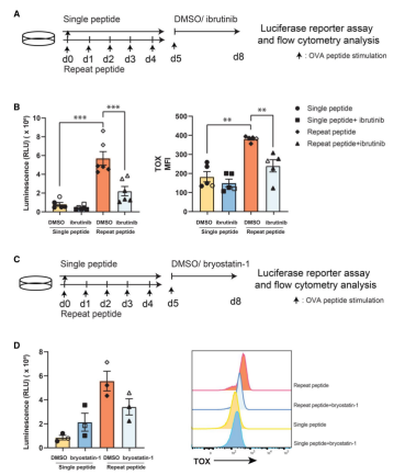 图5：Ibrutinib和Bryostatin-1逆转TOX表达