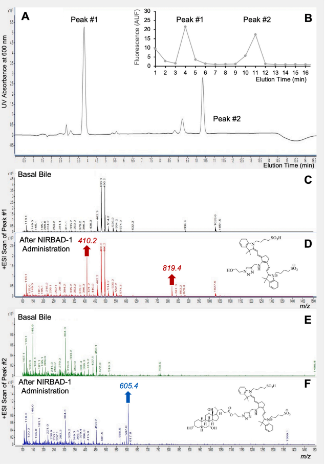 图4：NIRBAD-1 代谢产物的HPLC-MS/MS分析与结构鉴定