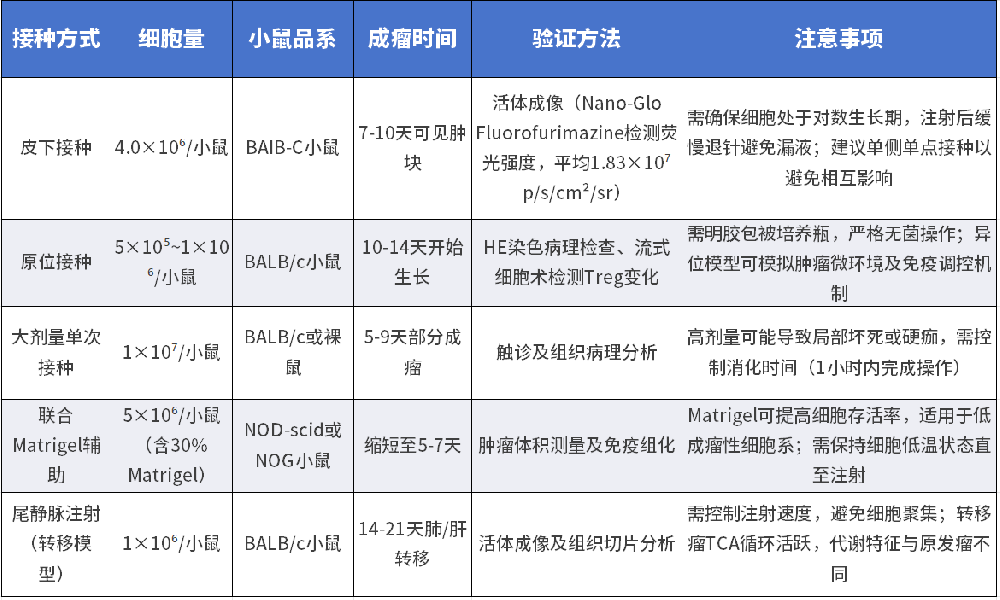 RENCA-FLuc-puro细胞系不同接种方式成瘤特性(仅供参考)