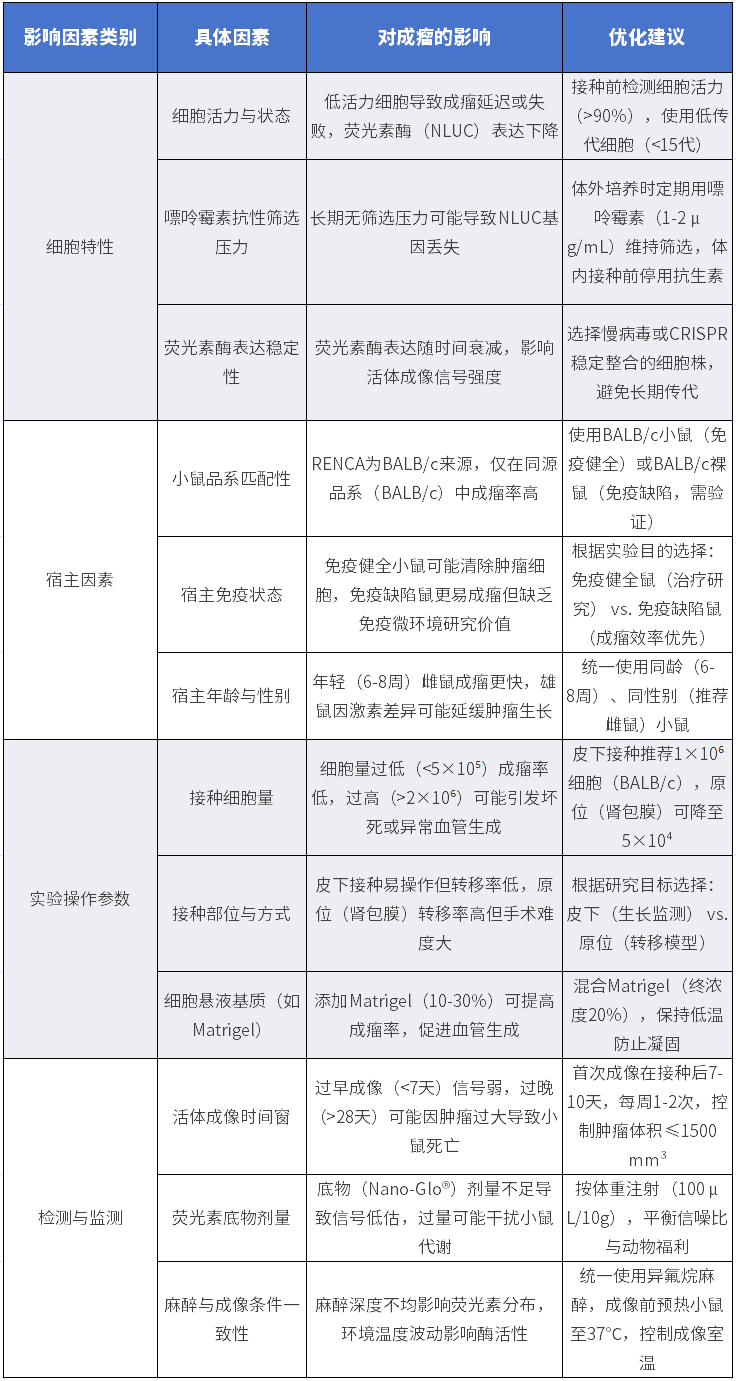 RENCA-NLuc-puro成瘤关键影响因素及优化建议