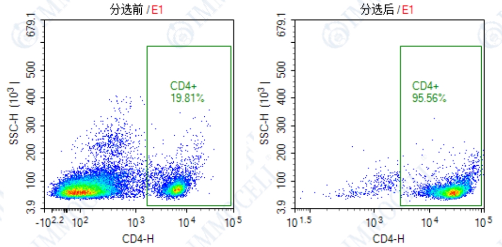 小鼠脾脏中的CD4+ T 细胞进行流式细胞分析检测显示图片