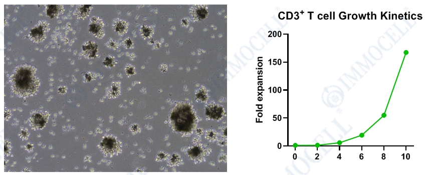 CD3/CD28 T细胞激活图片