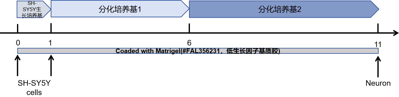 神经母细胞瘤细胞向神经元诱导分化试剂盒分化流程图
