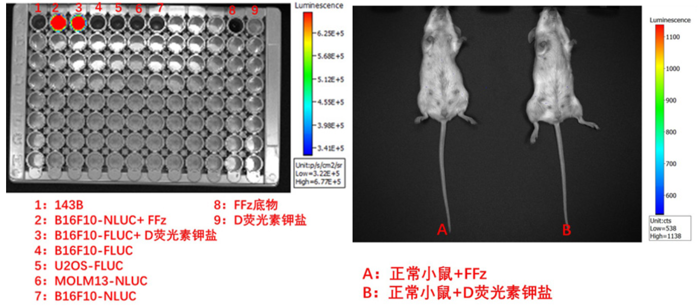 示踪细胞与底物互作的荧光成像实验结果分析.png