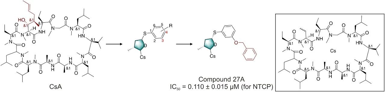 图5：环孢素 A(CsA)及其衍生物的结构优化