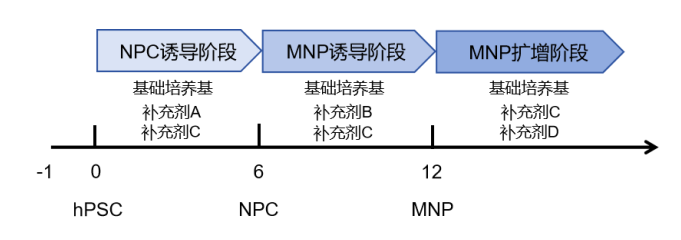 hPSC来源运动神经元祖细胞iMNP-H1试剂盒分化流程图