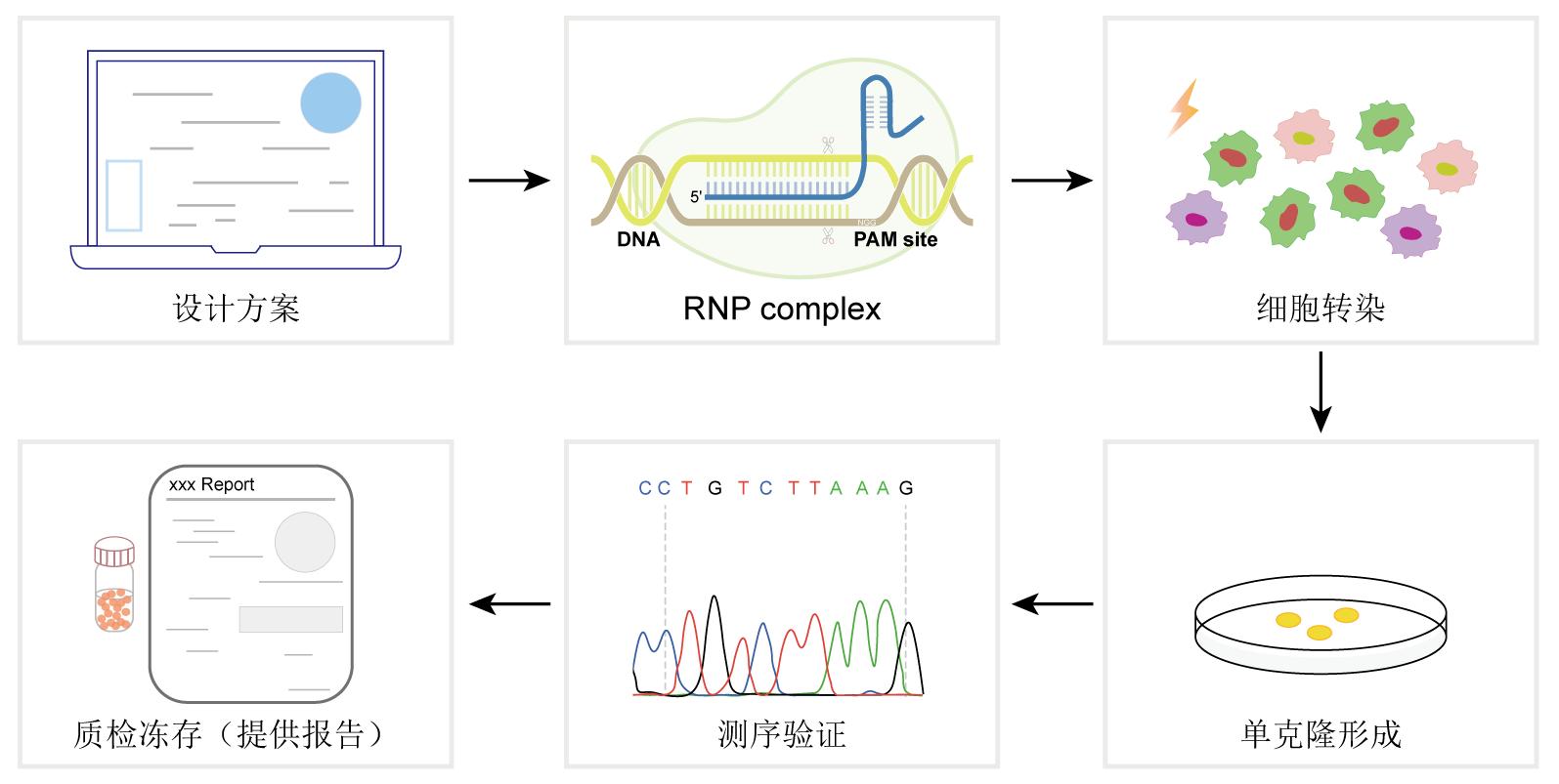 GSDME knockout THP-1 cell line构建方法图片
