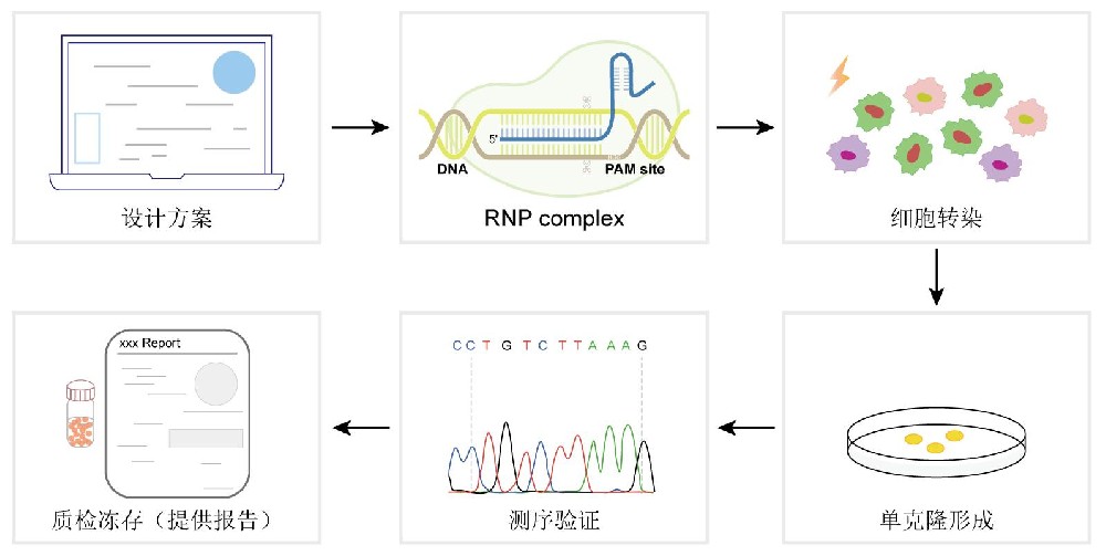 Ubiquitin Conjugating Enzyme E2 N knockout HeLa cell line构建方法图片