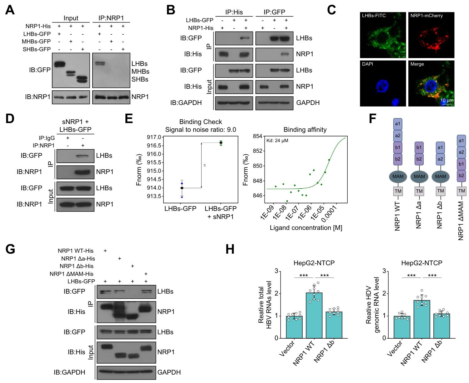 图5：NRP1 与 HBV LHBs 的相互作用