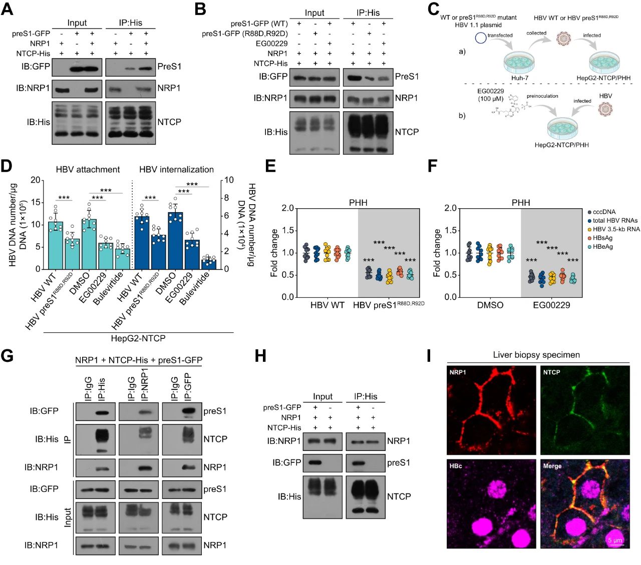 图7：NRP1 与 preS1 的相互作用调节 NTCP 介导的 HBV 感染