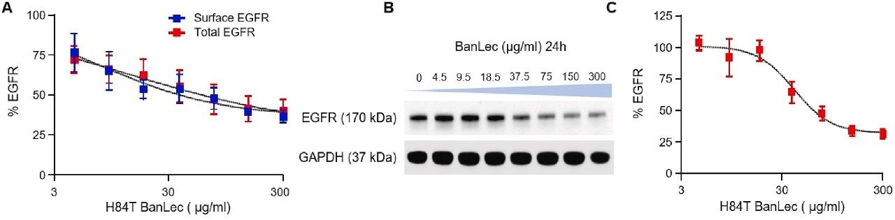 图4：H84T BanLec 诱导 EGFR 降解的验证