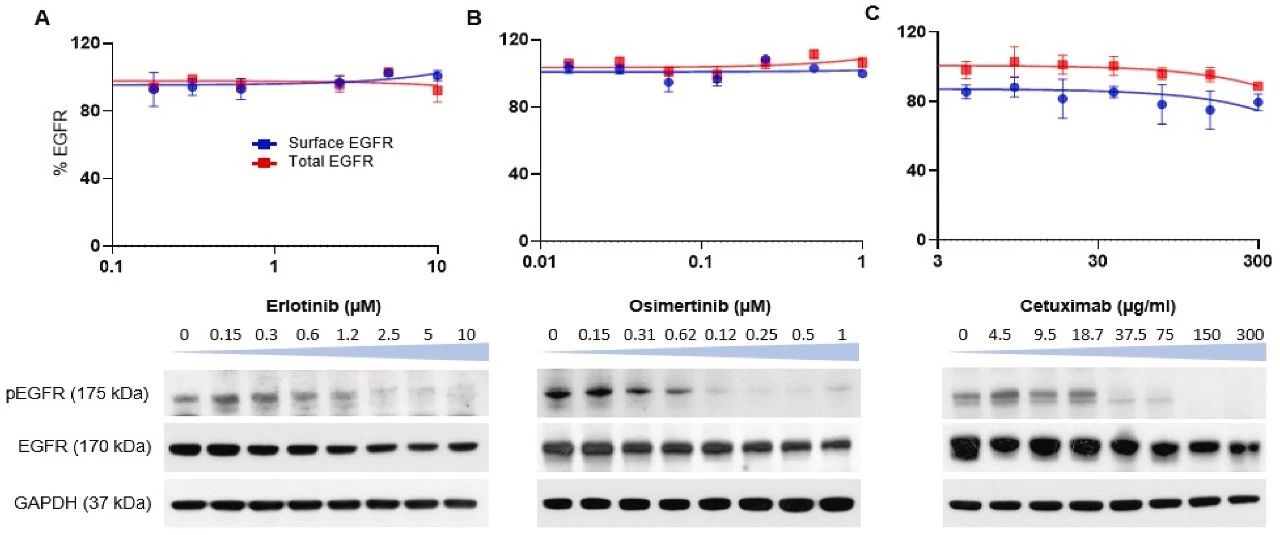 图5：厄洛替尼、奥希替尼和西妥昔单抗对生物发光的影响