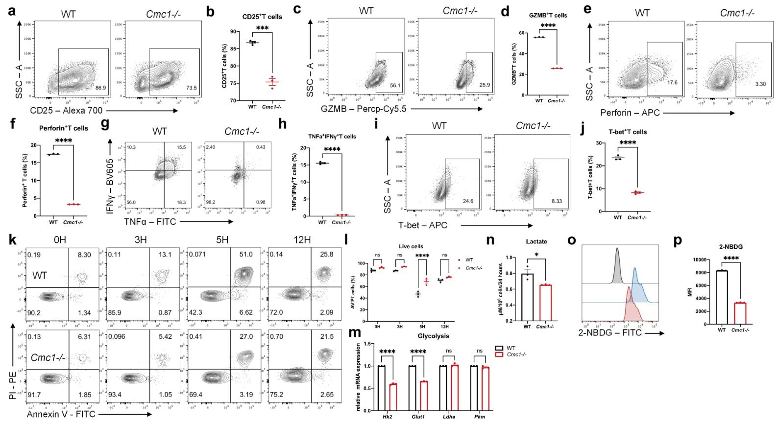 图2：CMC1 加速 CD8⁺ Teff 细胞活化与凋亡