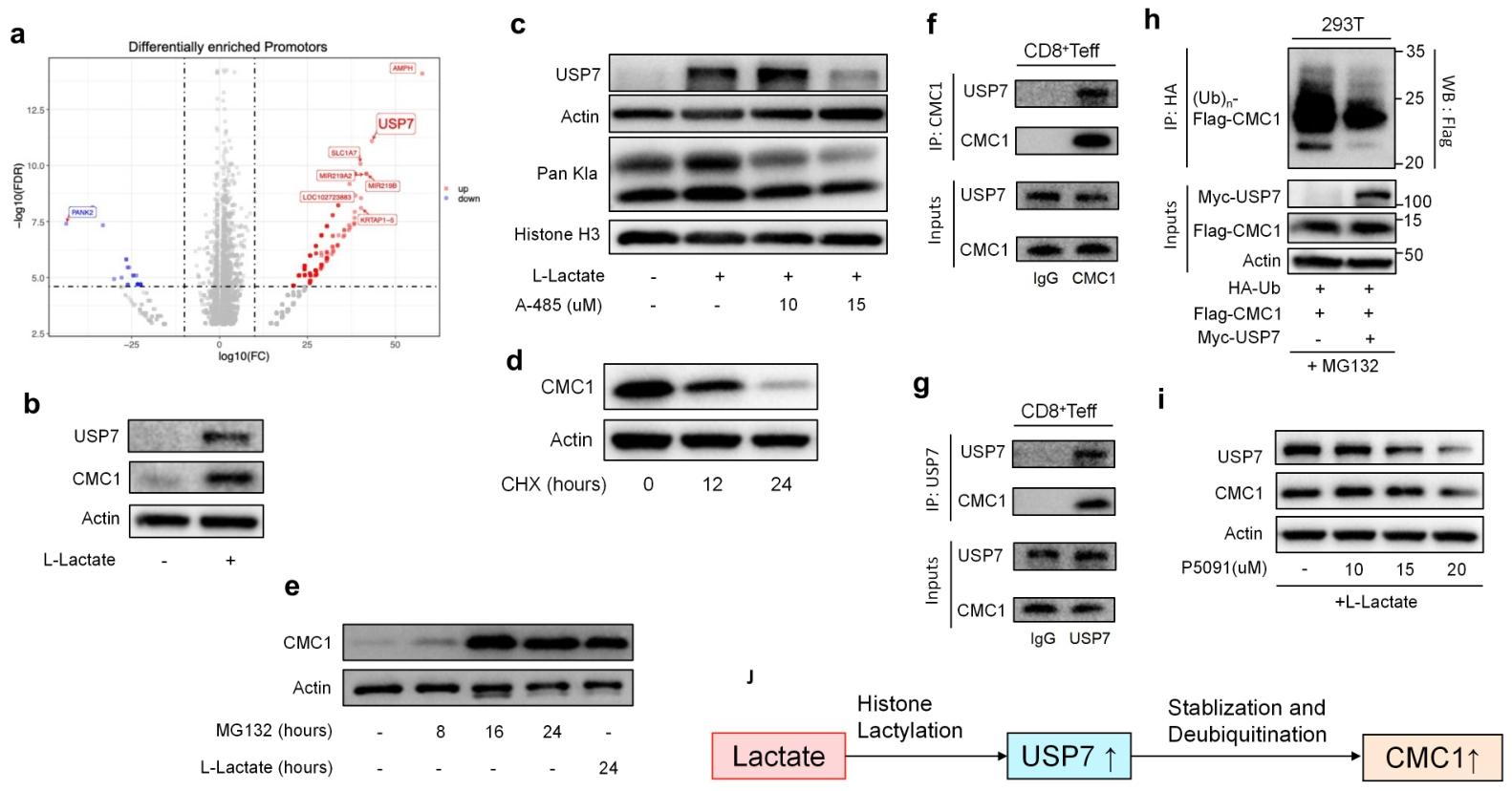 图5：乳酸通过 USP7 post-translationally 调控 CMC1
