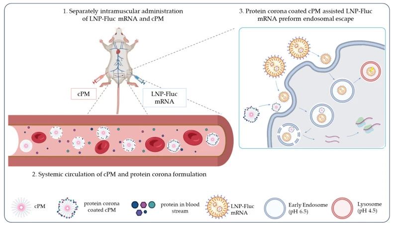 图7：cPM 辅助 LNP-mRNA 递送的机制示意图