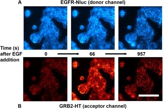 图2：EGFR/GRB2 NanoBRET 响应的生物发光成像