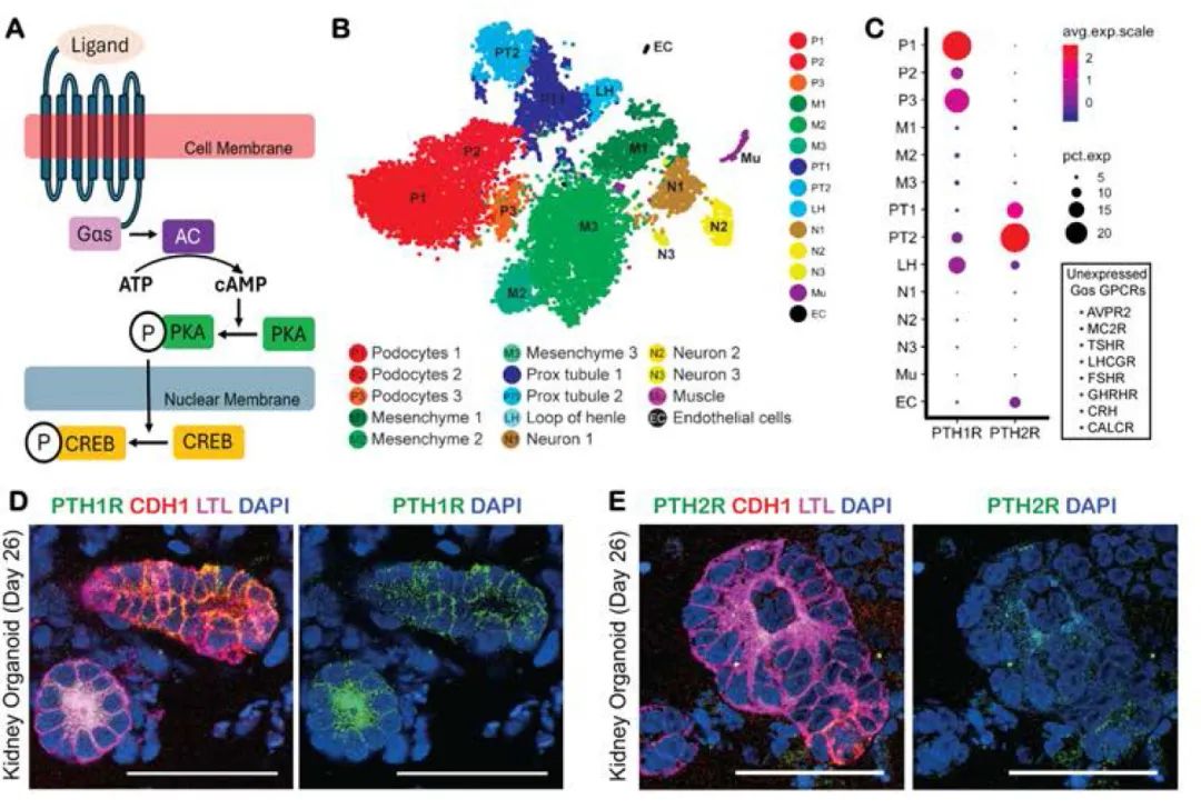 图3 PTH受体是肾脏类器官表达的Gαs-GPCR