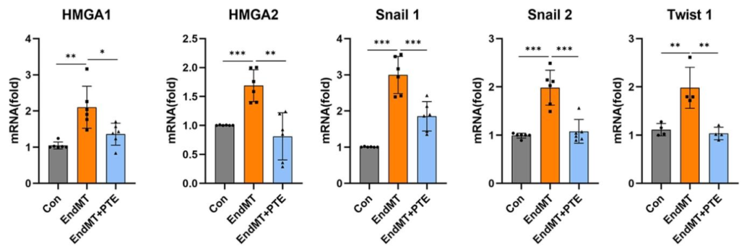 图 5：PTE 抑制 hPAECs 中 HMGA-Snai/Twist 轴
