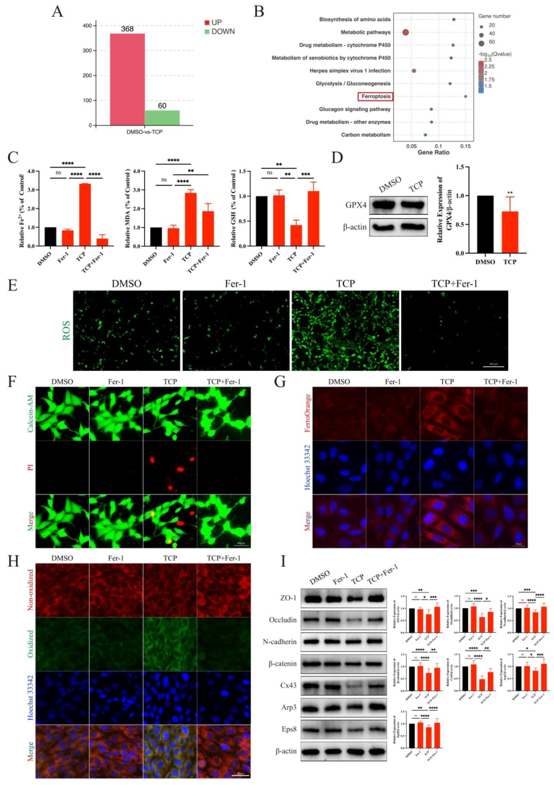 图 4：TCP 通过诱导 ferroptosis 破坏支持细胞连接功能