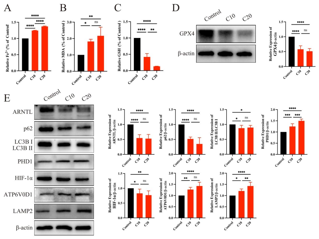 图 7：CPF 在体内诱导睾丸 ferroptosis 及时钟自噬激活