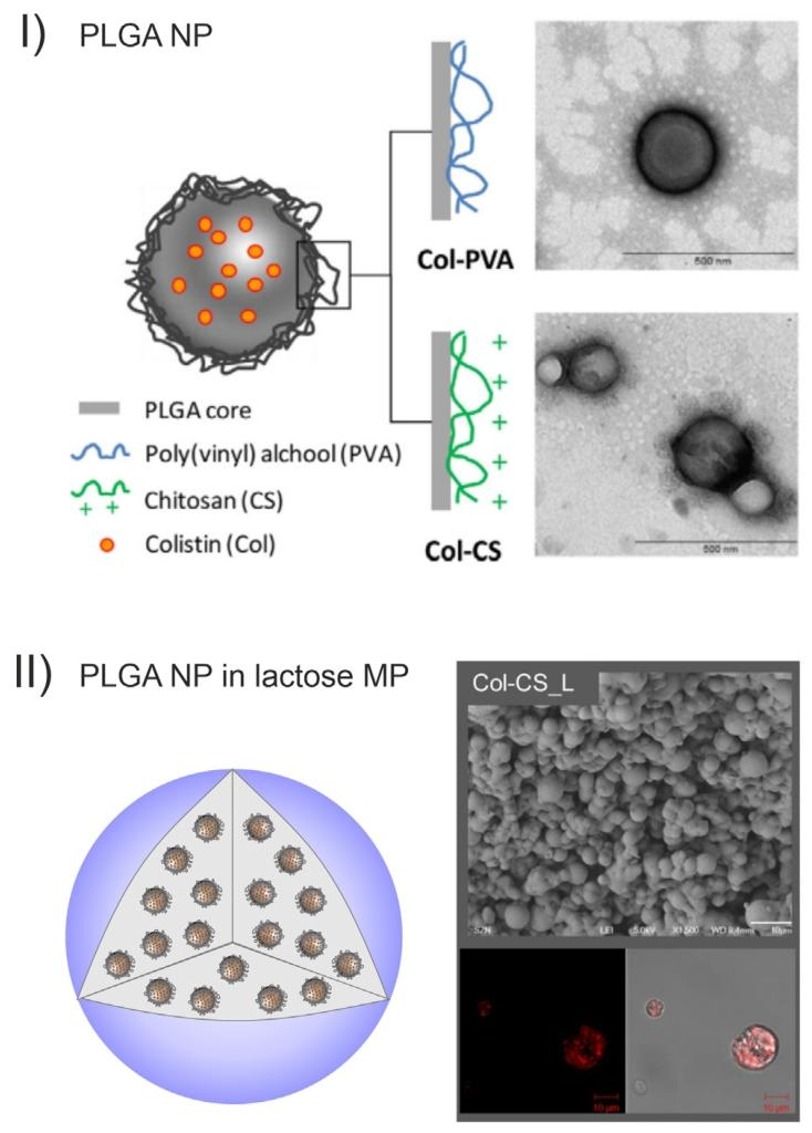 图 4：载多粘菌素的 PLGA 纳米颗粒嵌入乳糖微米颗粒(NEMs)的结构表征