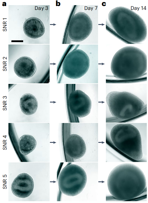 图2.类器官的发育和成熟过程