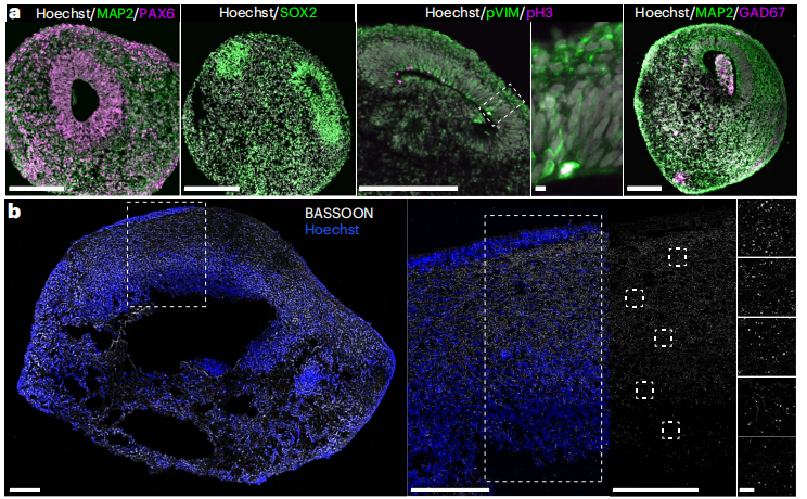 图4.组织结构的可预测性