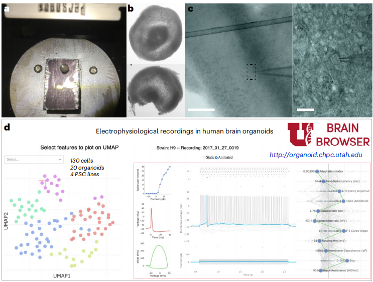 图5.功能特性和电生理活性